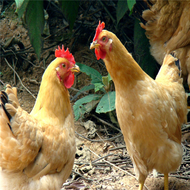 定安」散养鸡-19元/斤-新竹镇南方岭村贫困户-王献存-【自提】 - 海南