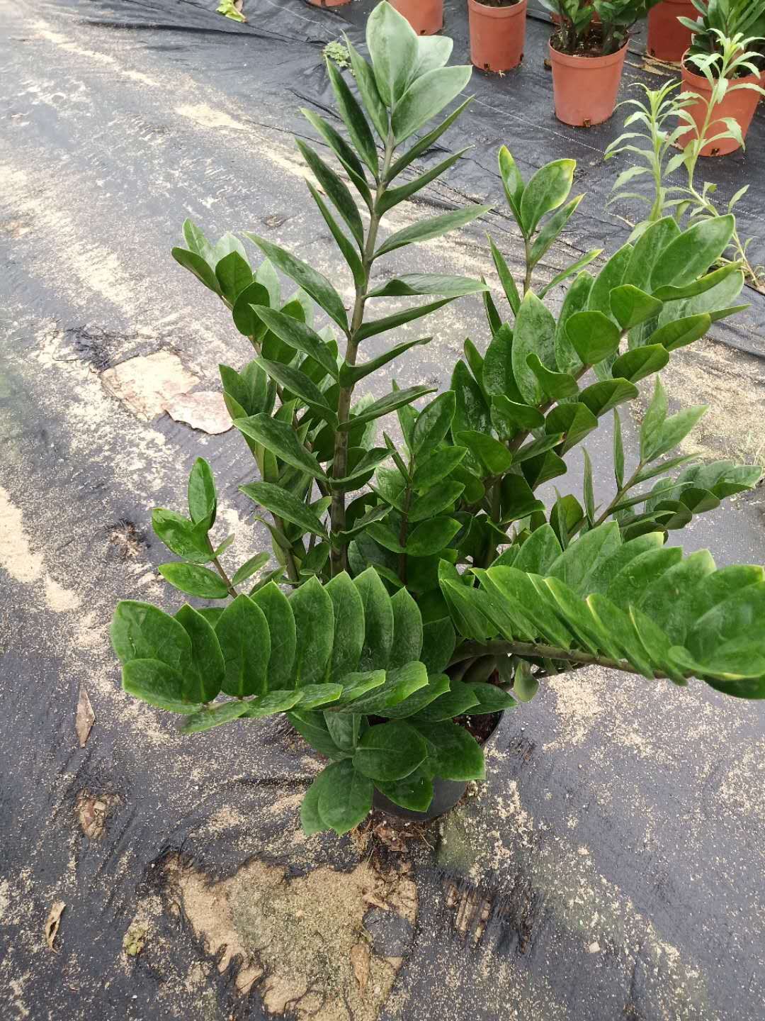 爱心商城
