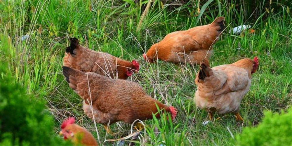 「定安」本地鸡-26元/斤-翰林镇火星村贫困户-王朝伴-【自提】 - 海南