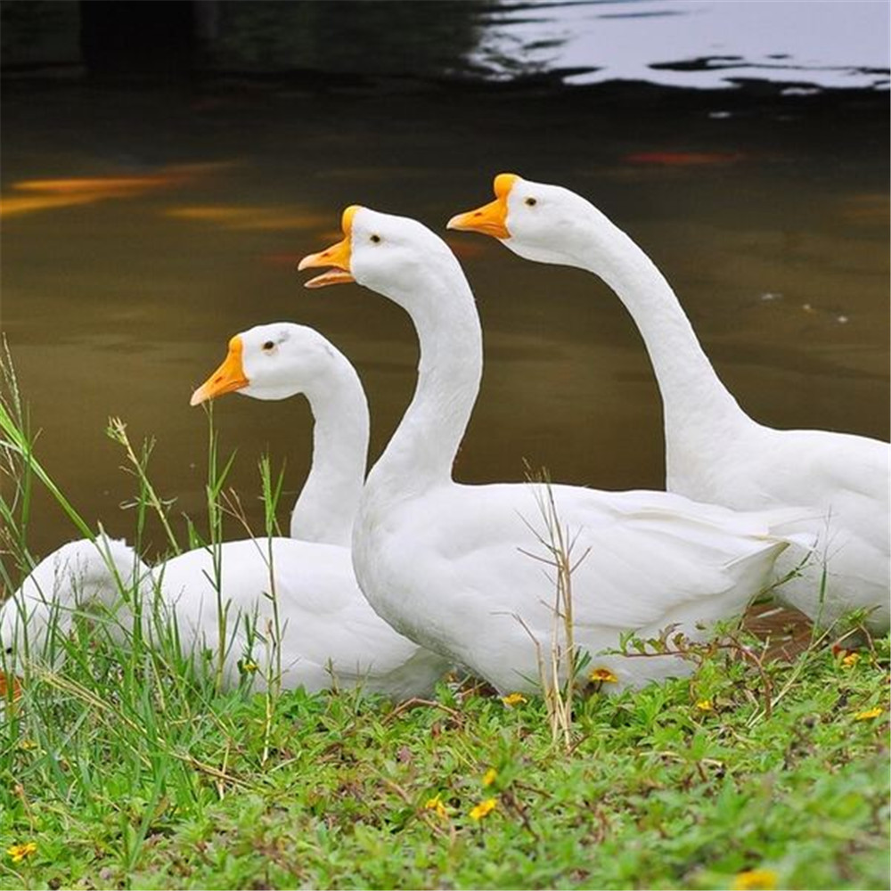 「定安」农家鹅-41元/斤-雷鸣镇贫困户-王联川-【自提】