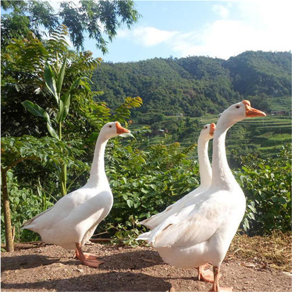 「定安」农家鹅-41元/斤-雷鸣镇贫困户-王联川-【自提】