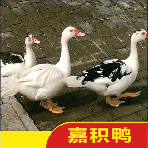 爱心商城