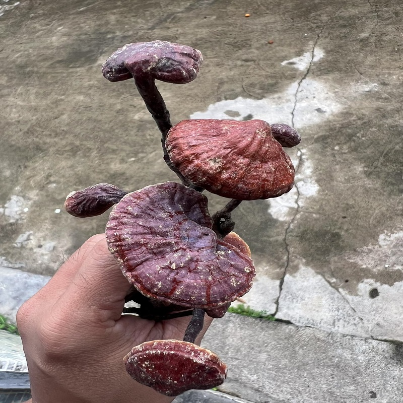 爱心商城