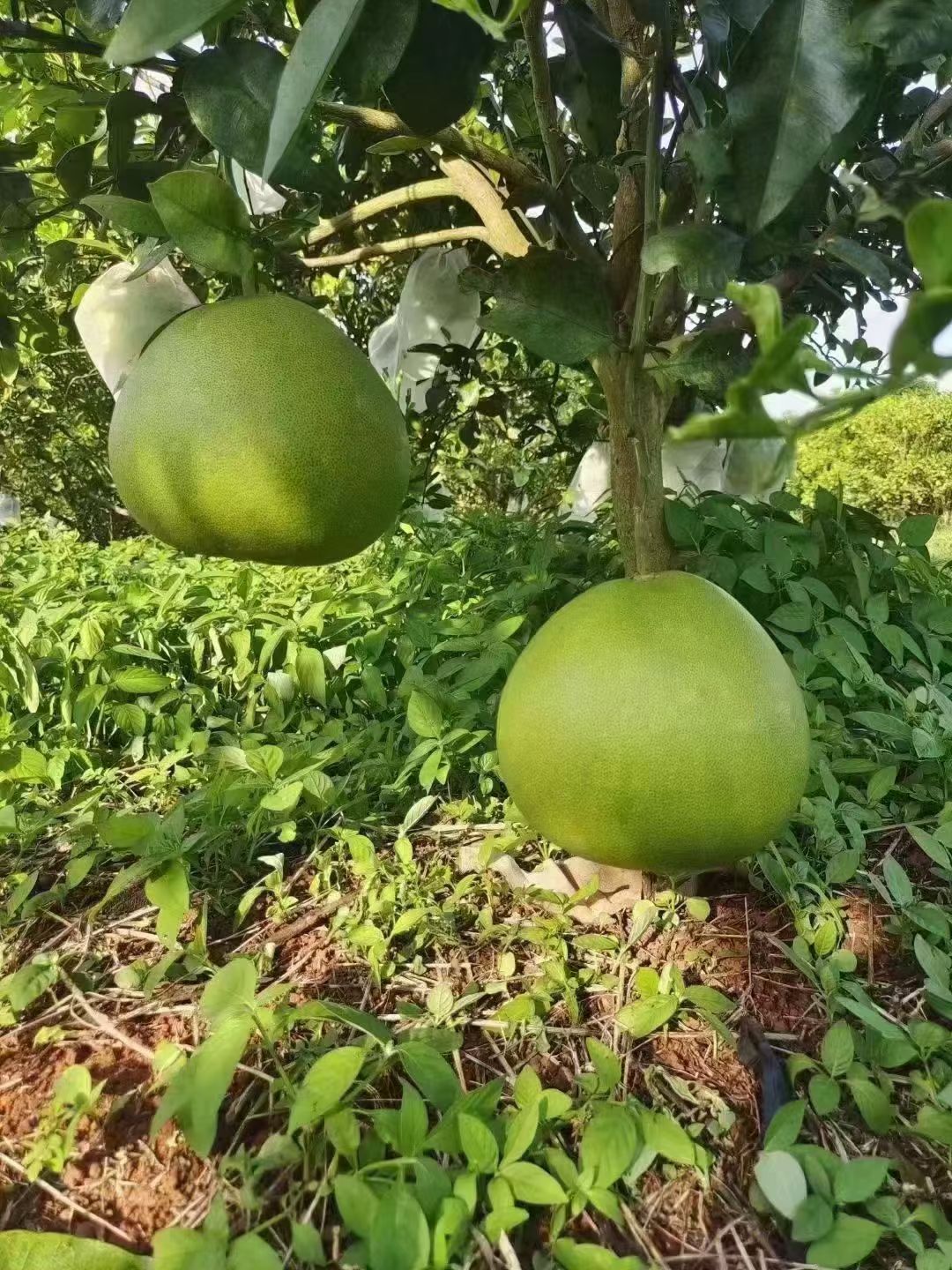 爱心商城