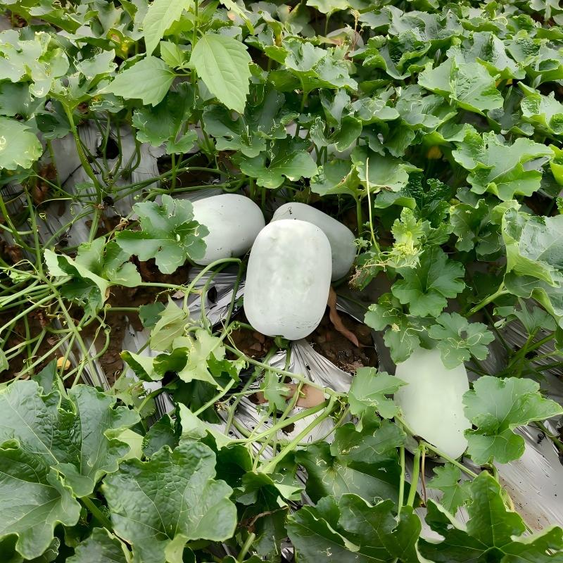 爱心商城